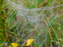 Beautiful Spider's Web - Piękna Pajęczyna